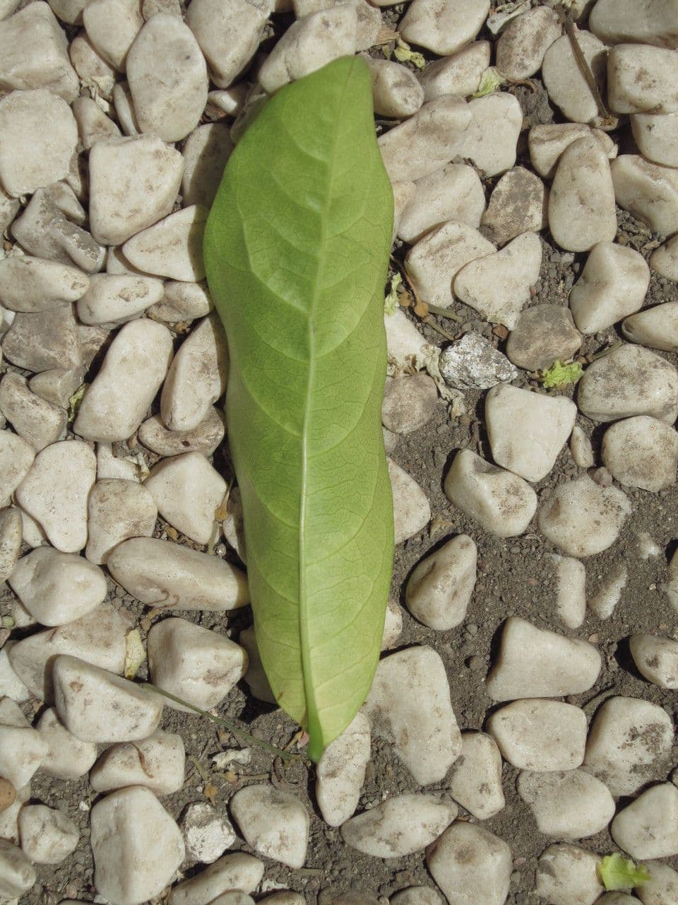 Harpullia pendula 11