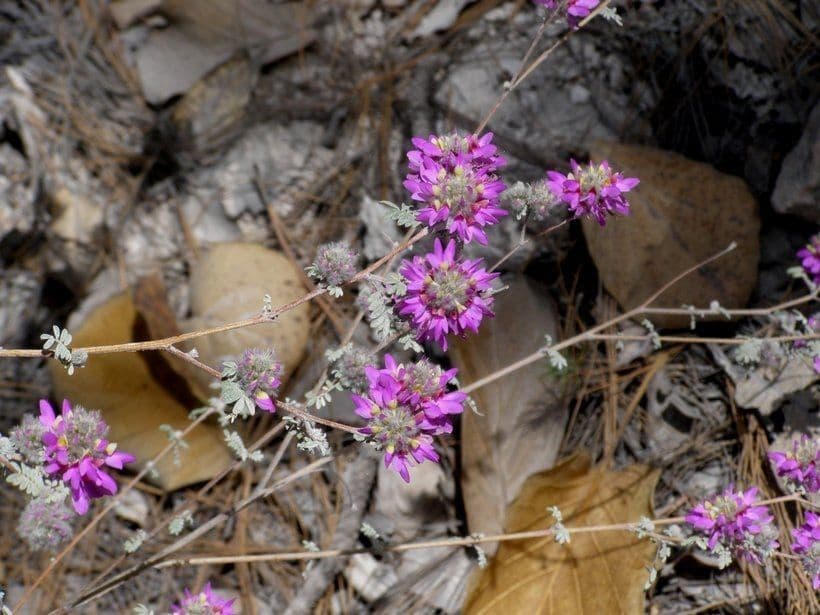 Dalea 10