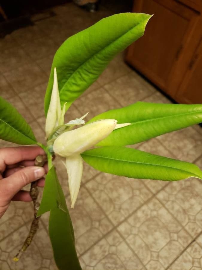 Magnolia di Fraser 7