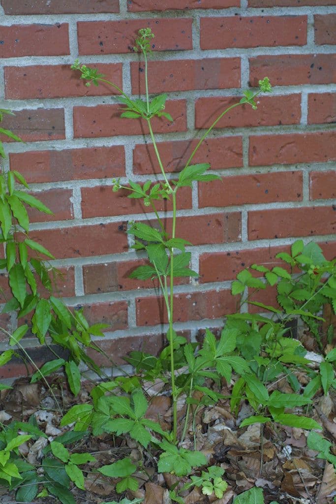 Sanicula canadensis 11