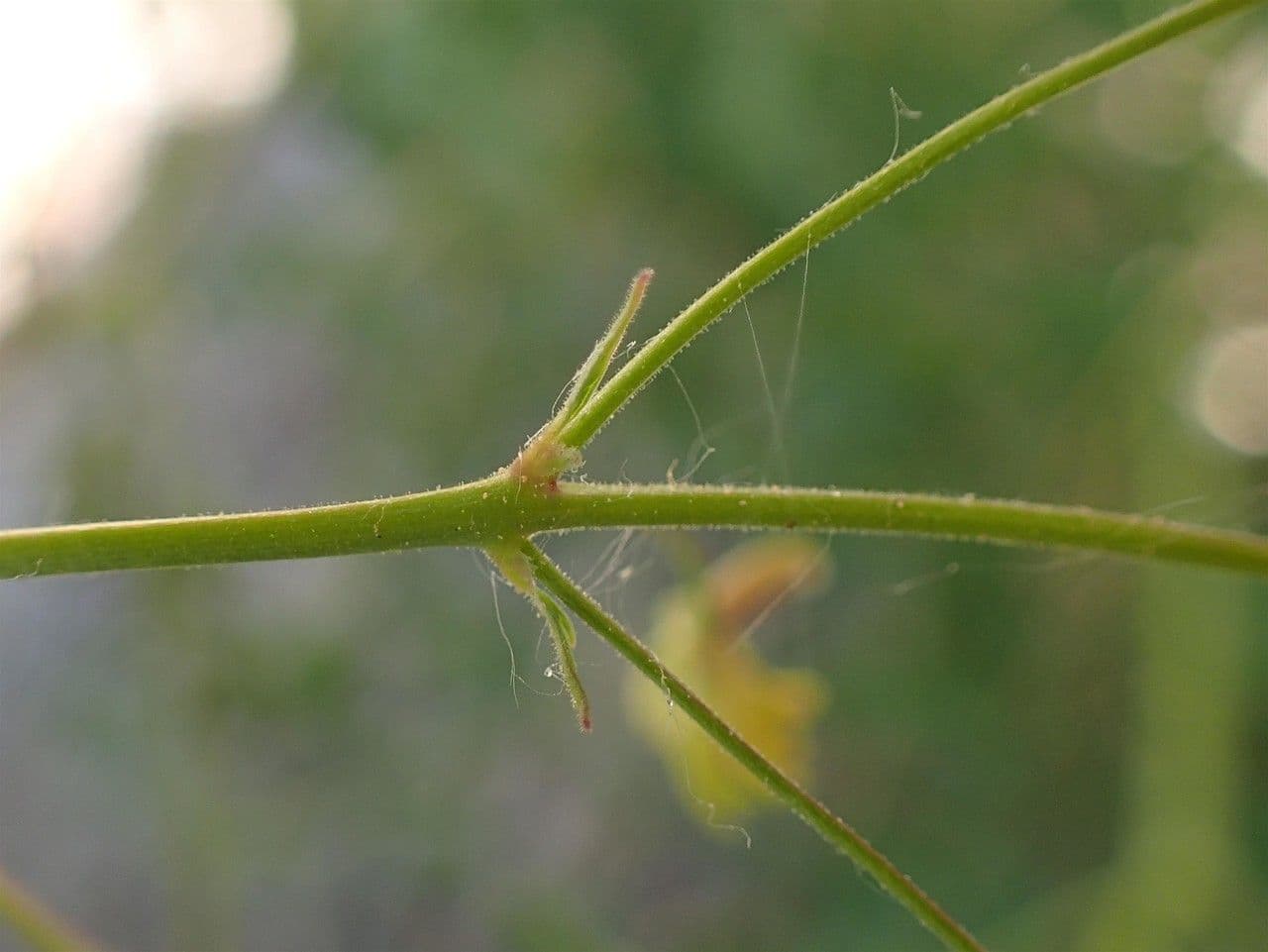 Pigamo minore 22