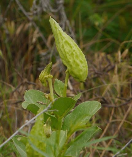 Asclepias viridis 5