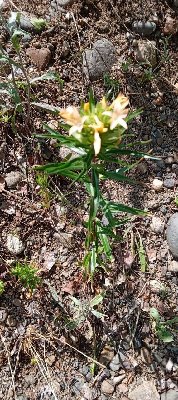 Collomia grandiflora 11