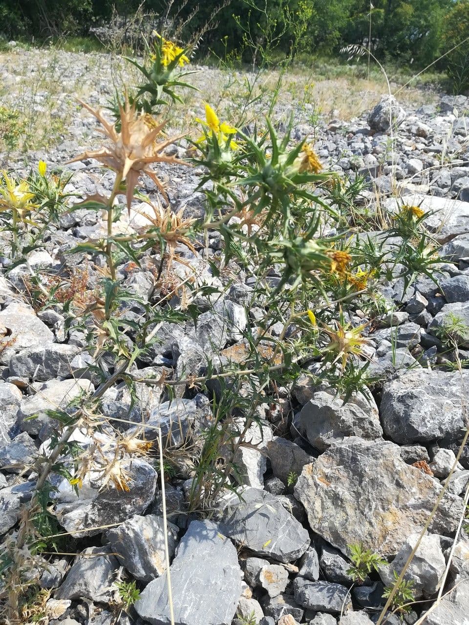 Carlina corimbosa 15