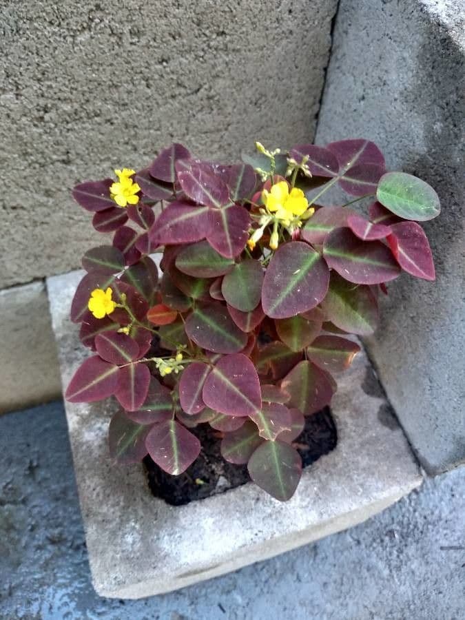 Acetosa 5