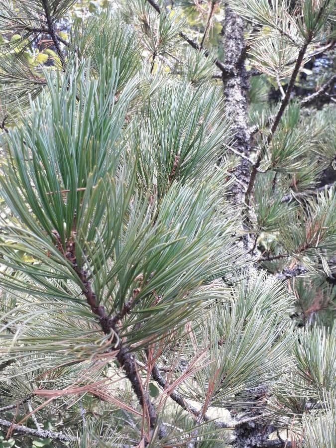 Borovice limba 28