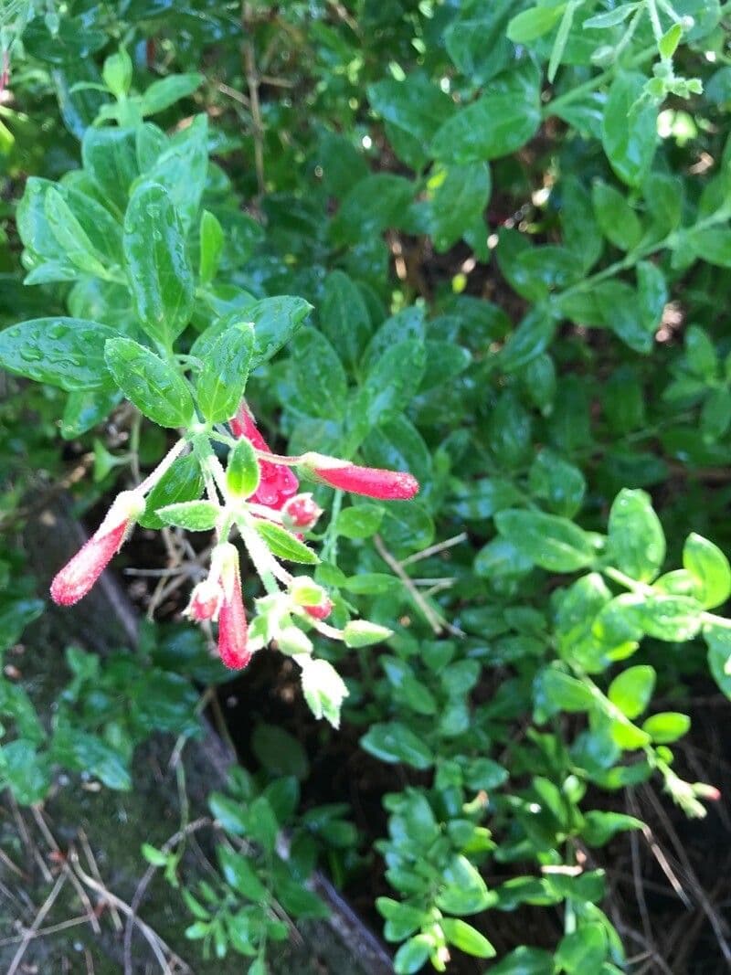 Gambelia 8