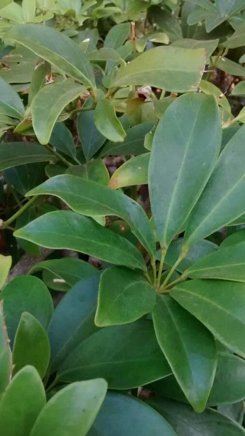 Schefflera arbicole 18