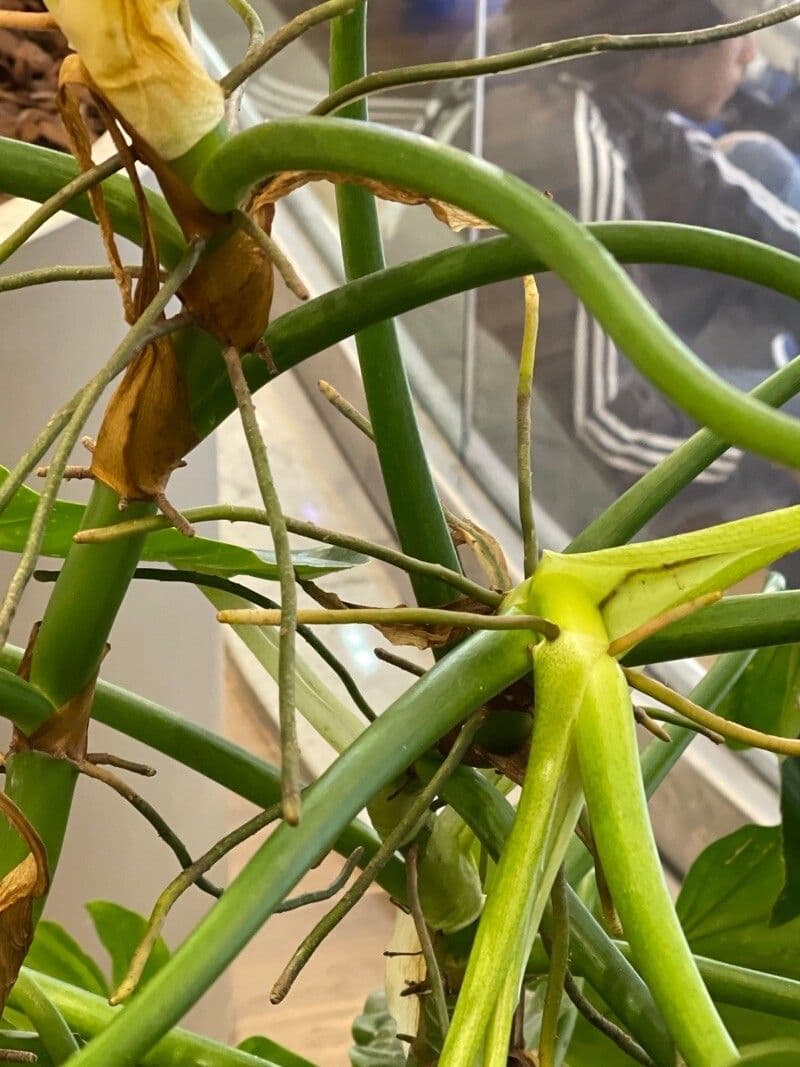Philodendron géant 18