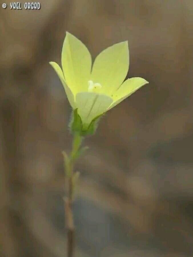 Campanula