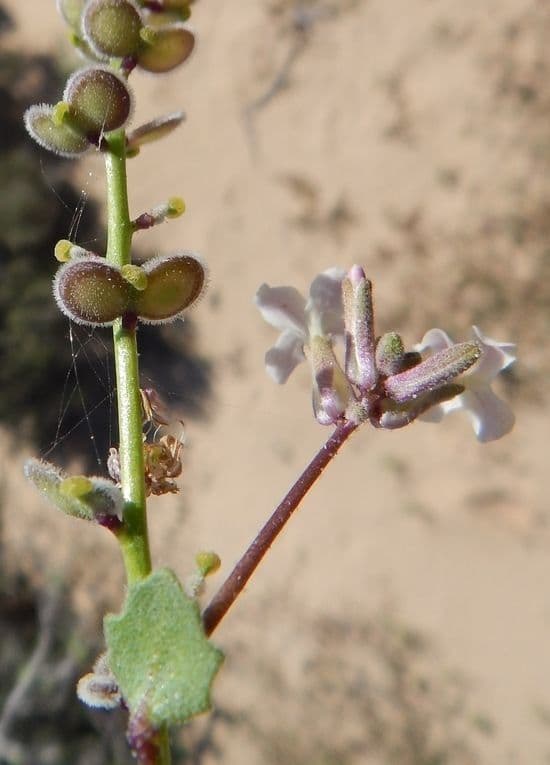 Dithyrea californica 15