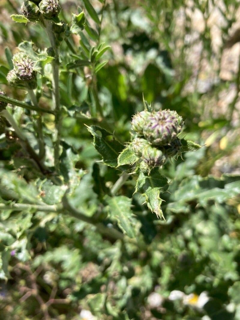 Sulla arenaria 19