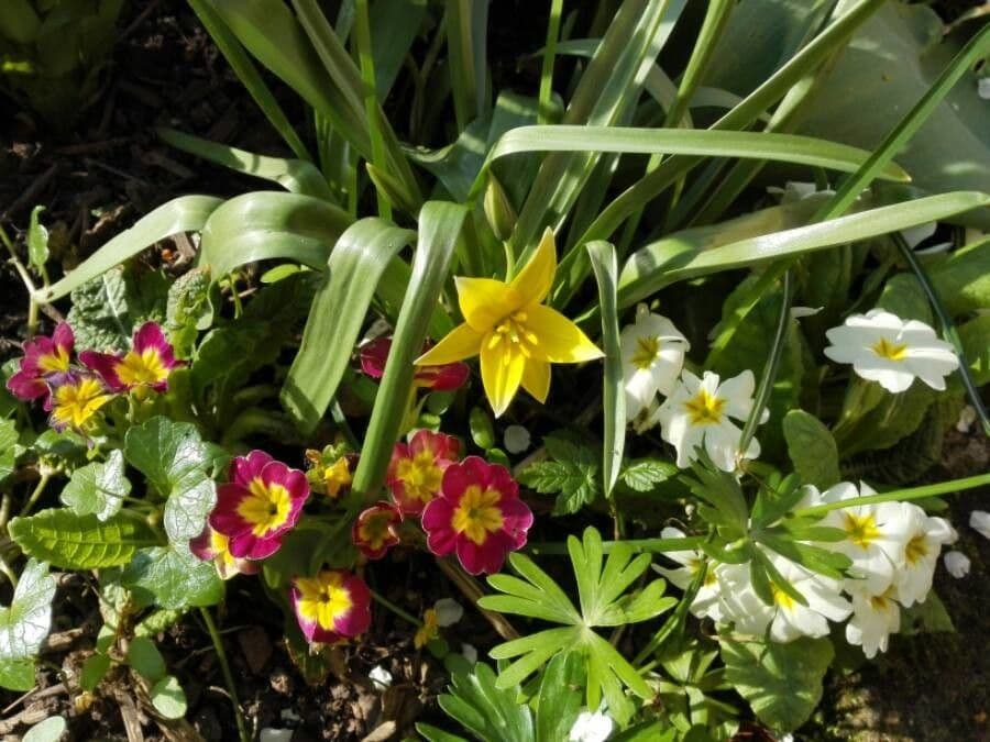 Tulipano selvatico 10