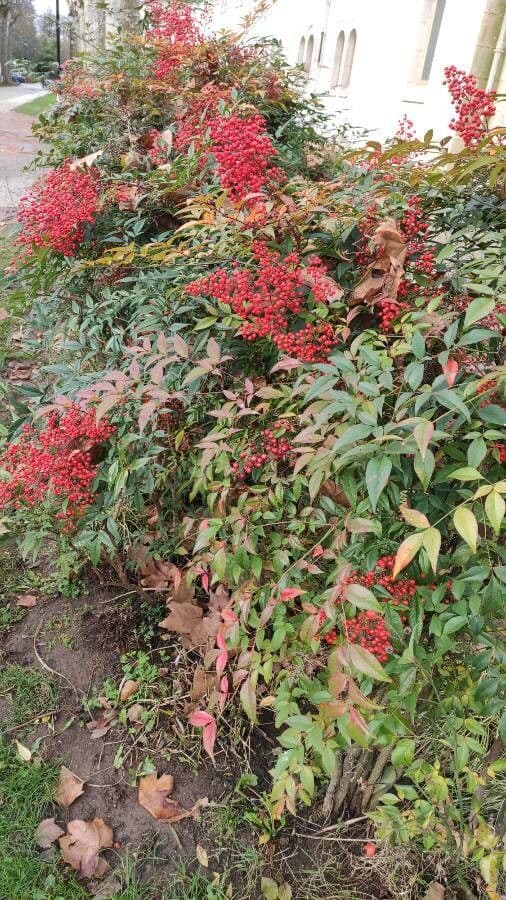Nandina 12