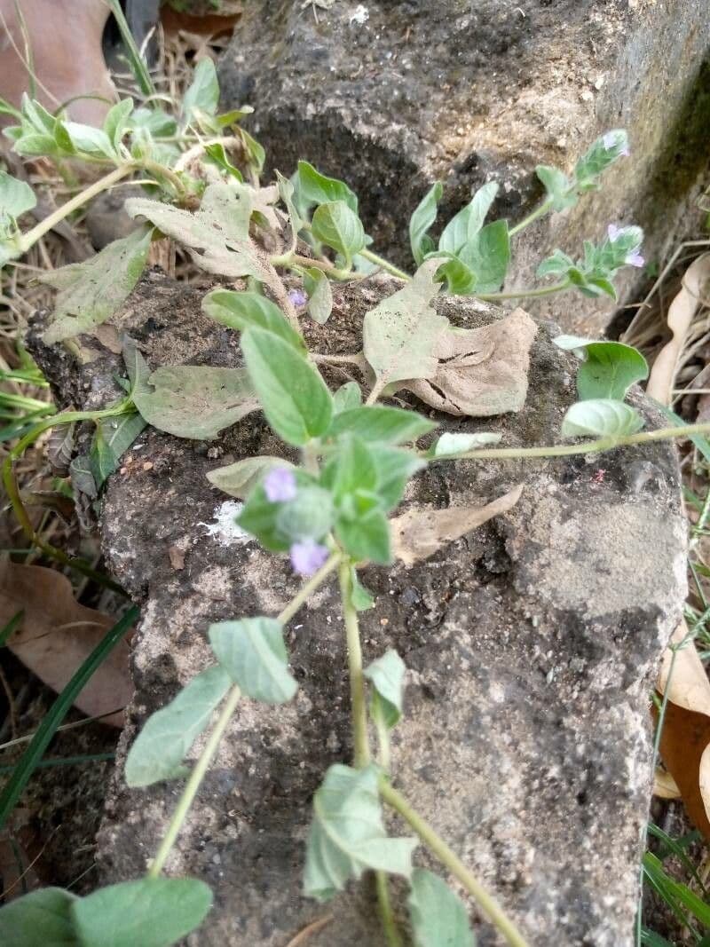 Nelsonia canescens 17