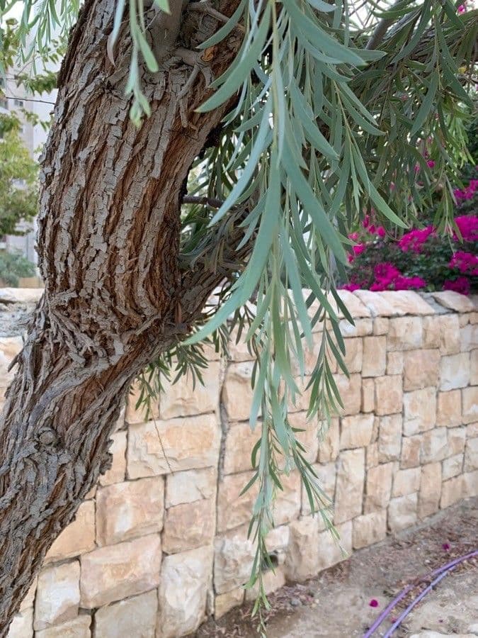 Acacia pendula 12