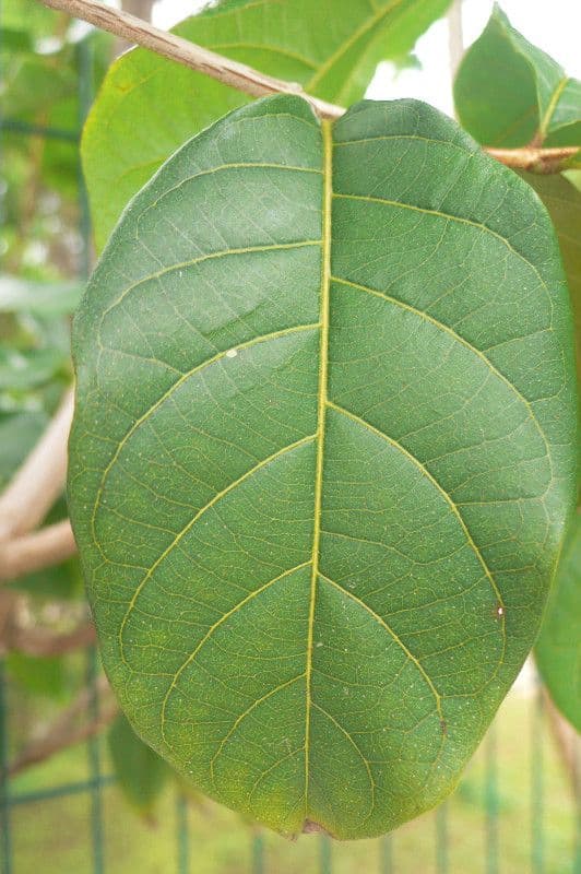 Combretum 13