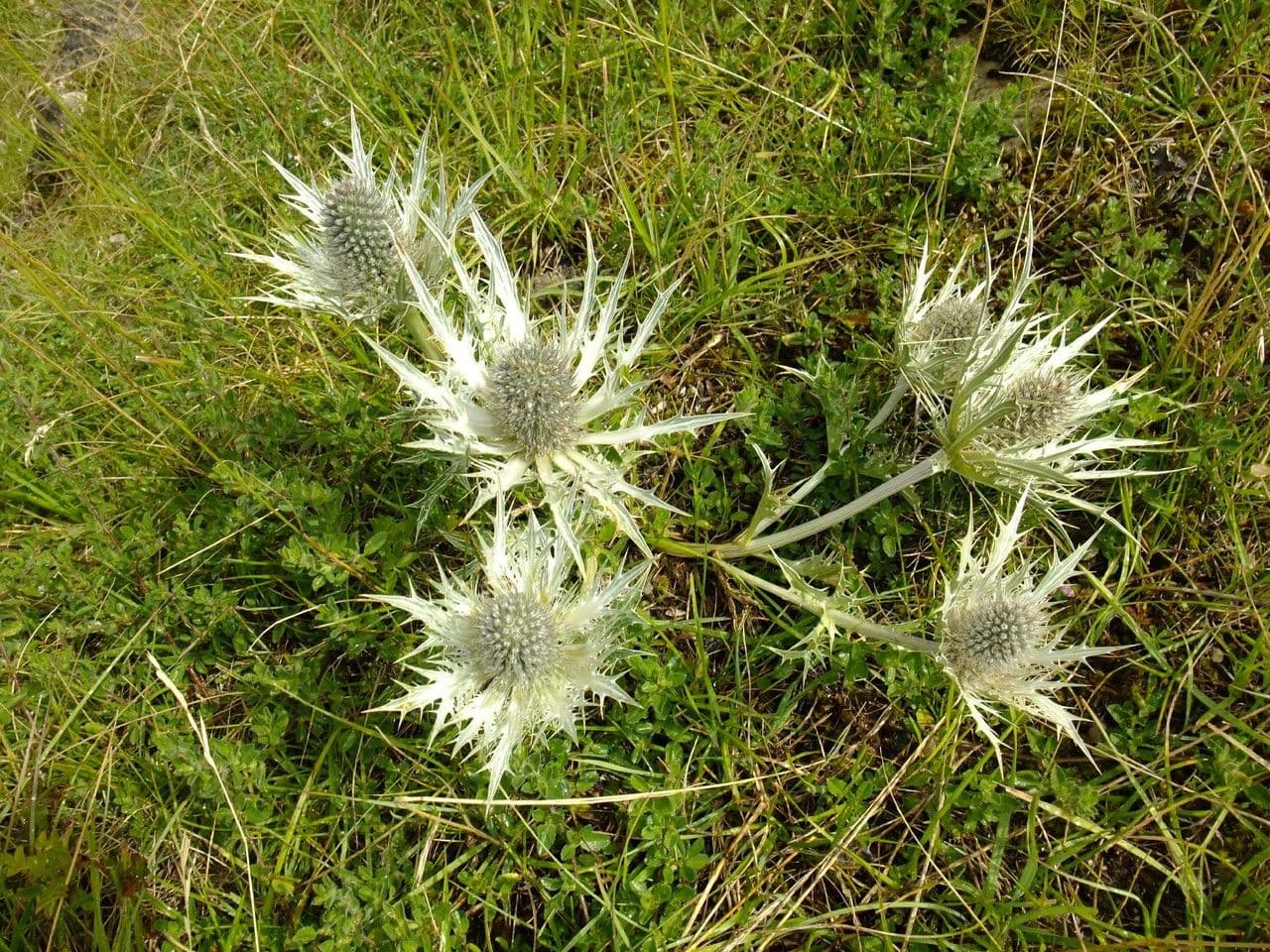 Panicaut blanc 12