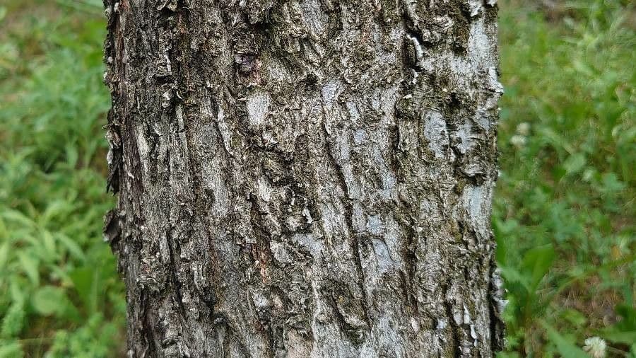 Prugna Damaschina 25