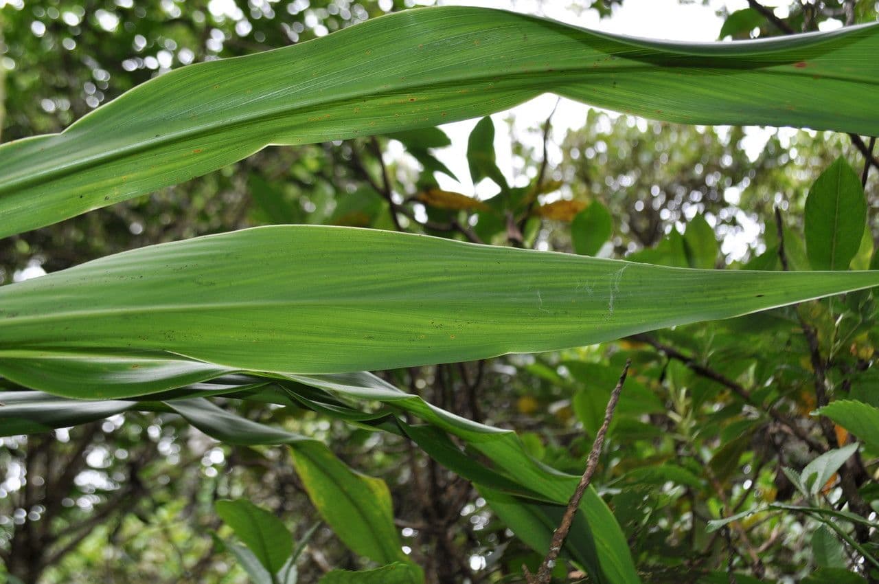 Cordyline mauritiana 17