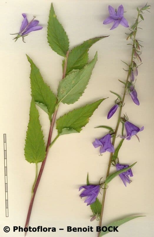 Acker-Glockenblume 28