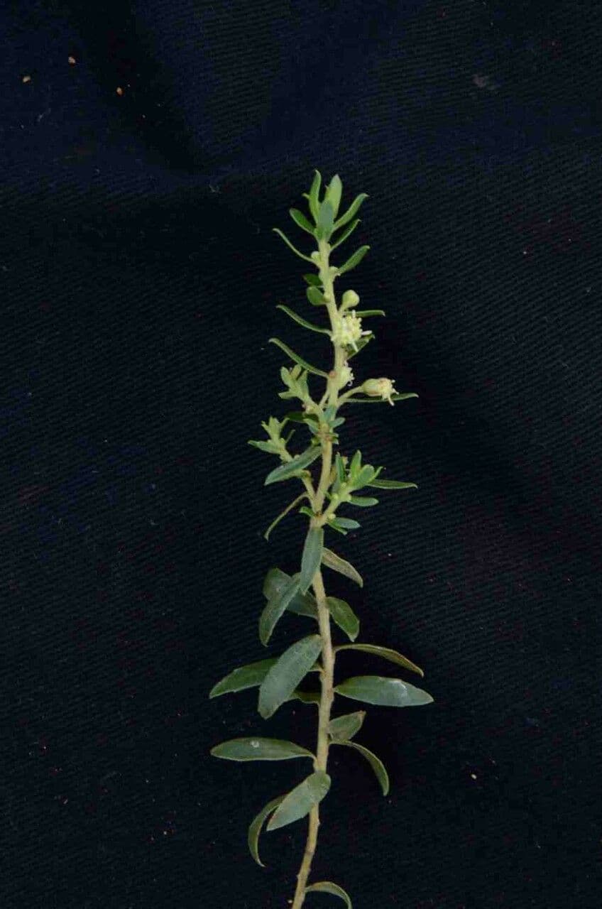 Baccharis dracunculifolia 14
