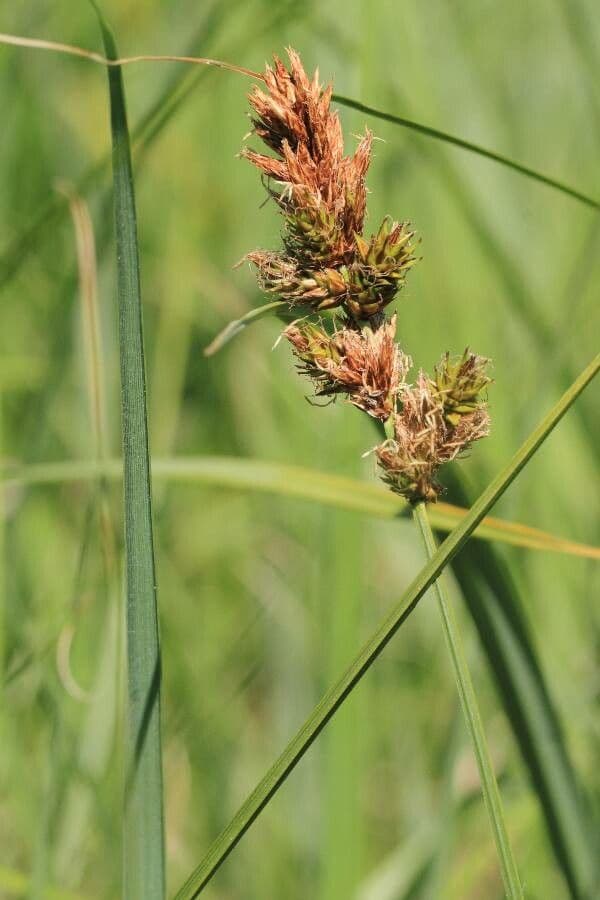 Carice distica 7