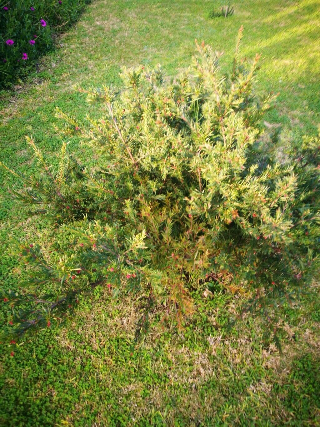 Rosmarinblättrige Grevillea 15