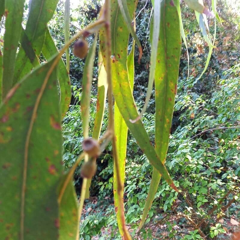 Eucalipto goniocalyx