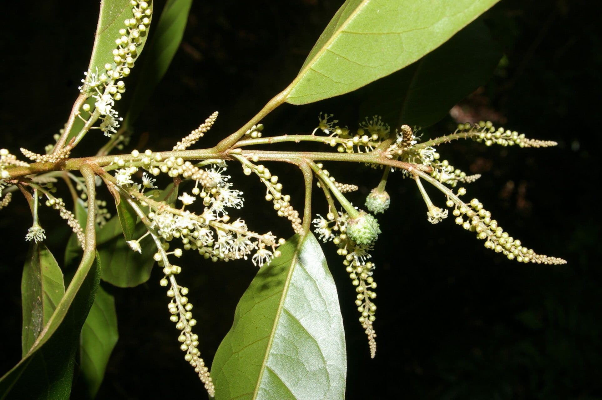 Croton 9