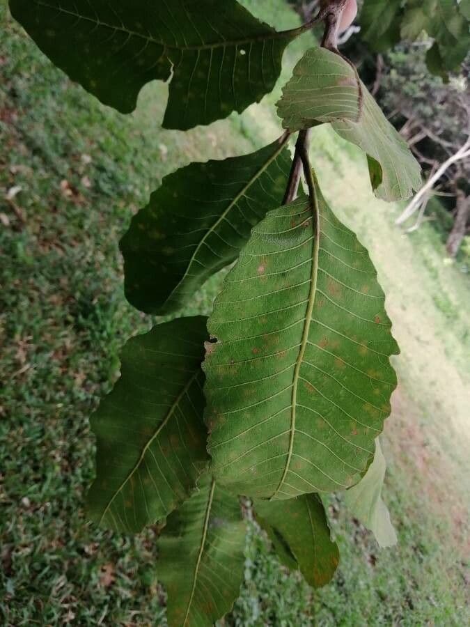 Curatella americana 15
