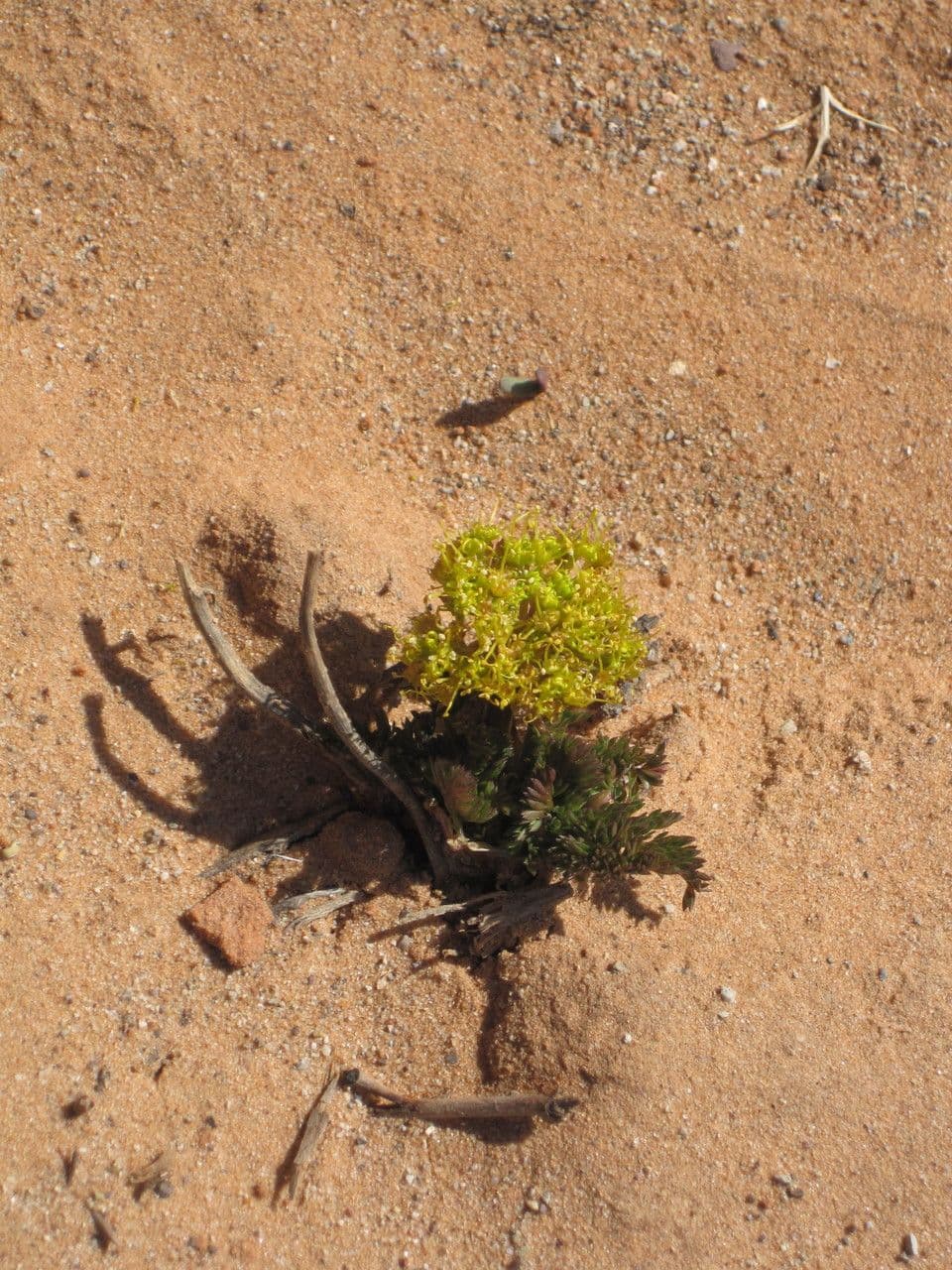 Lomatium 10