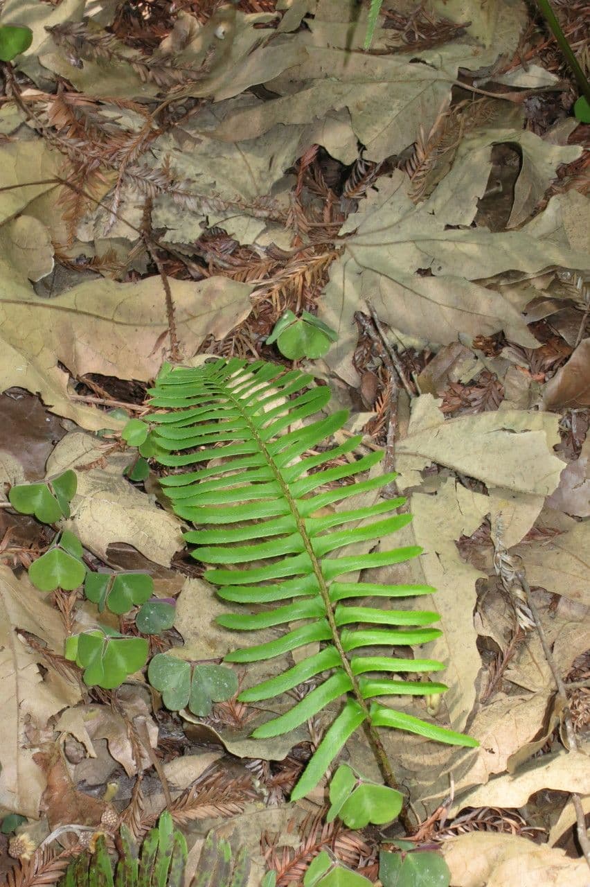 Polystic à épées 27