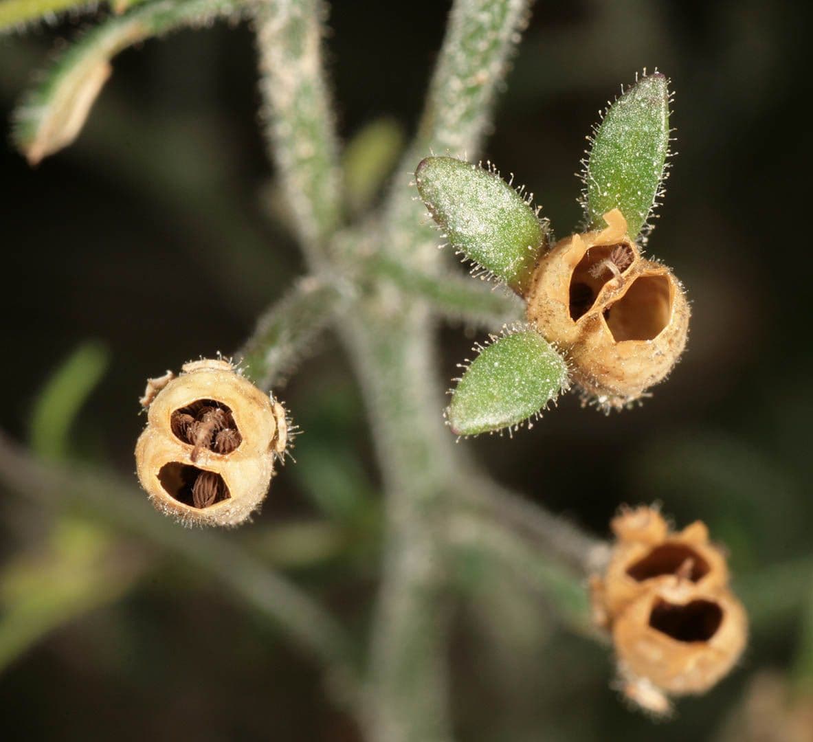 Linaria minore 4