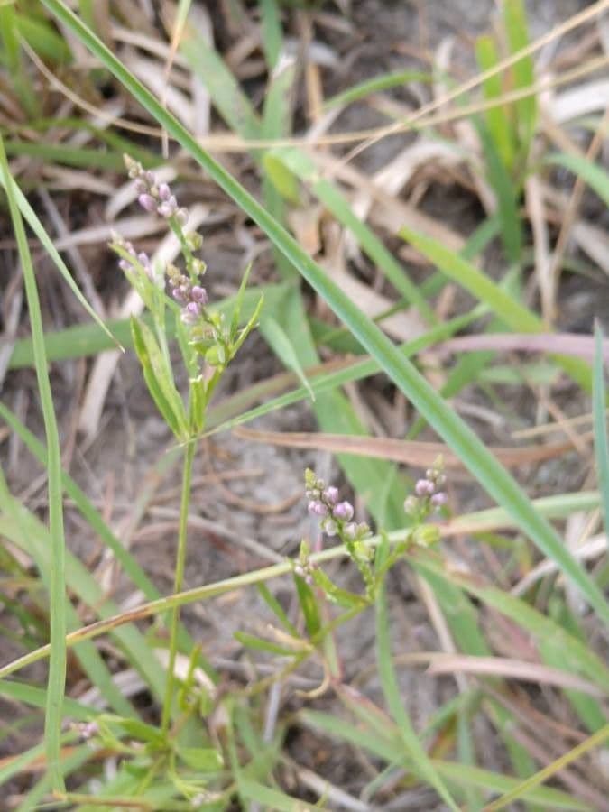 Polygala verticillata