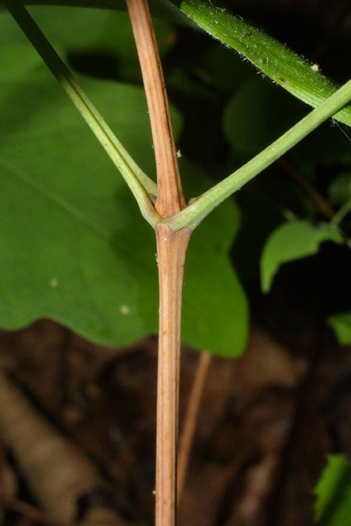 Clematide coriacea 19