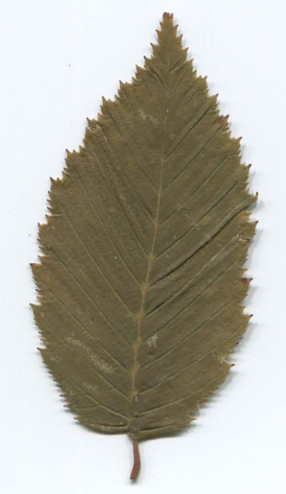 Carpino nero 27