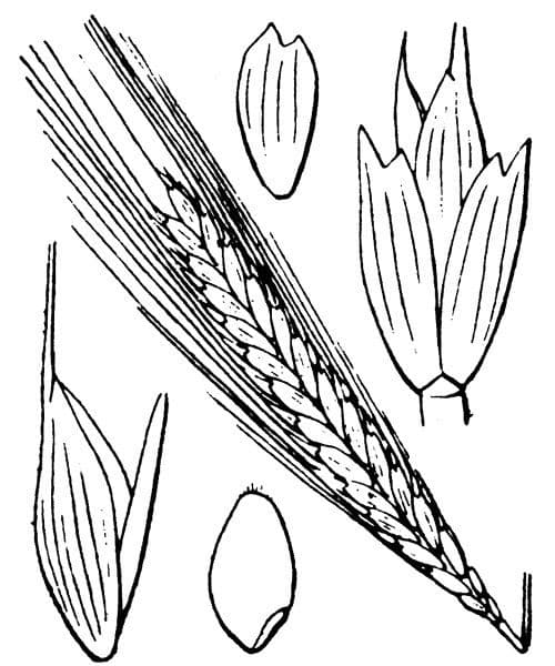 Grano monococco 24