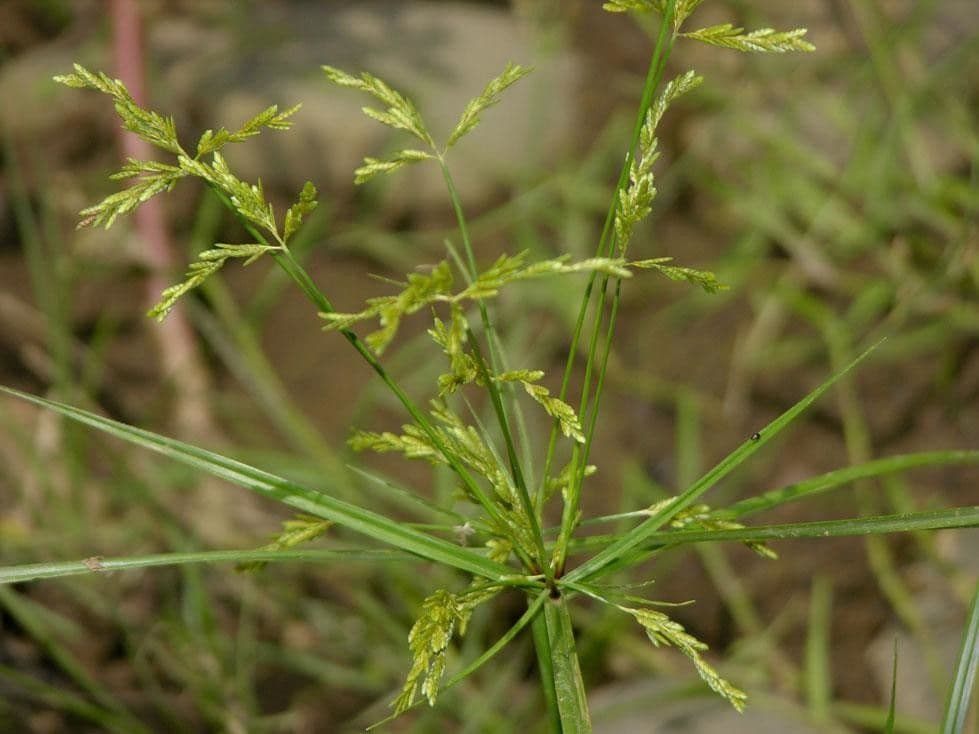 Šáchor jednovicatý 16