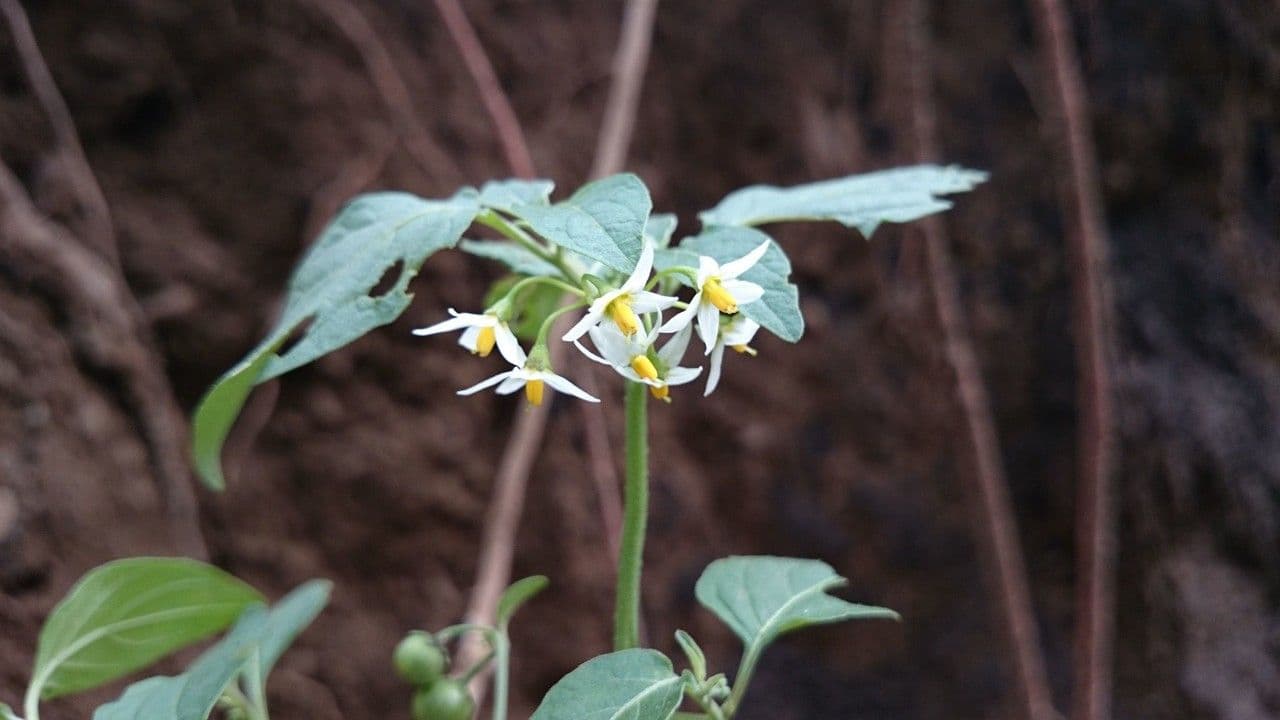 Solanum douglasii 15