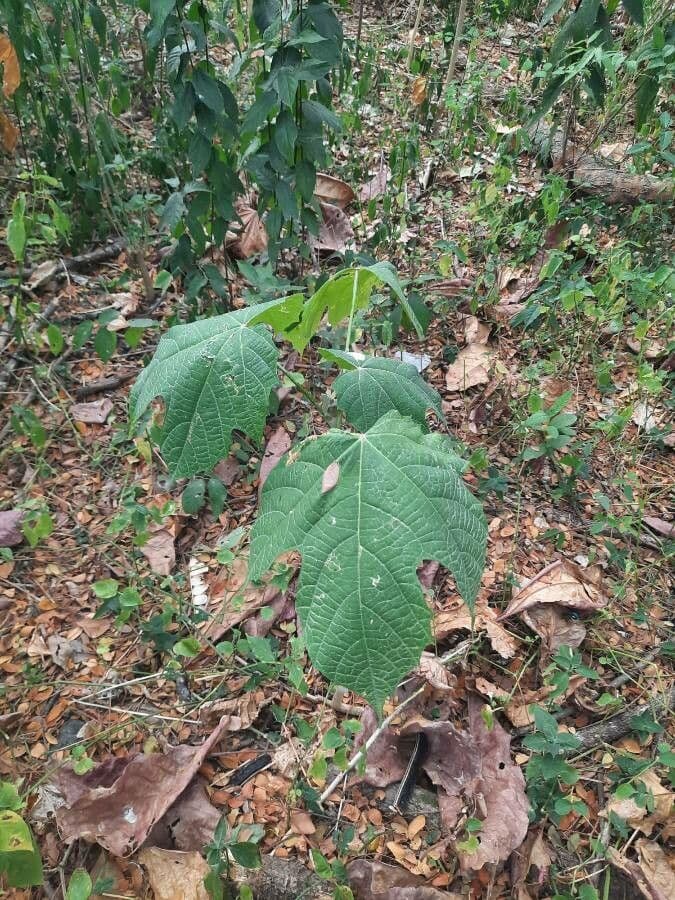 Alangium platanolisté 10