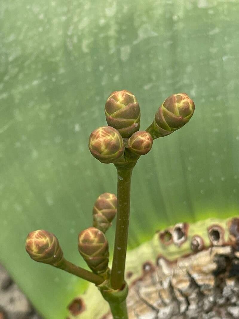 Welwitschia 5