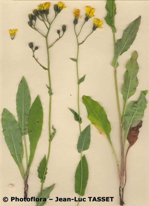 Hieracium