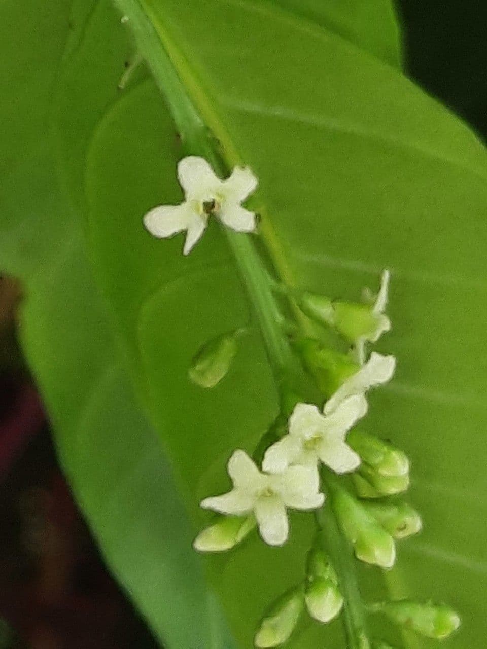 Citharexylum à queue 9