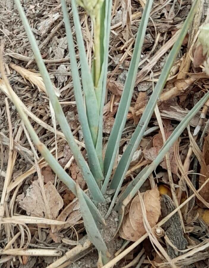 Distichlis spicata 13