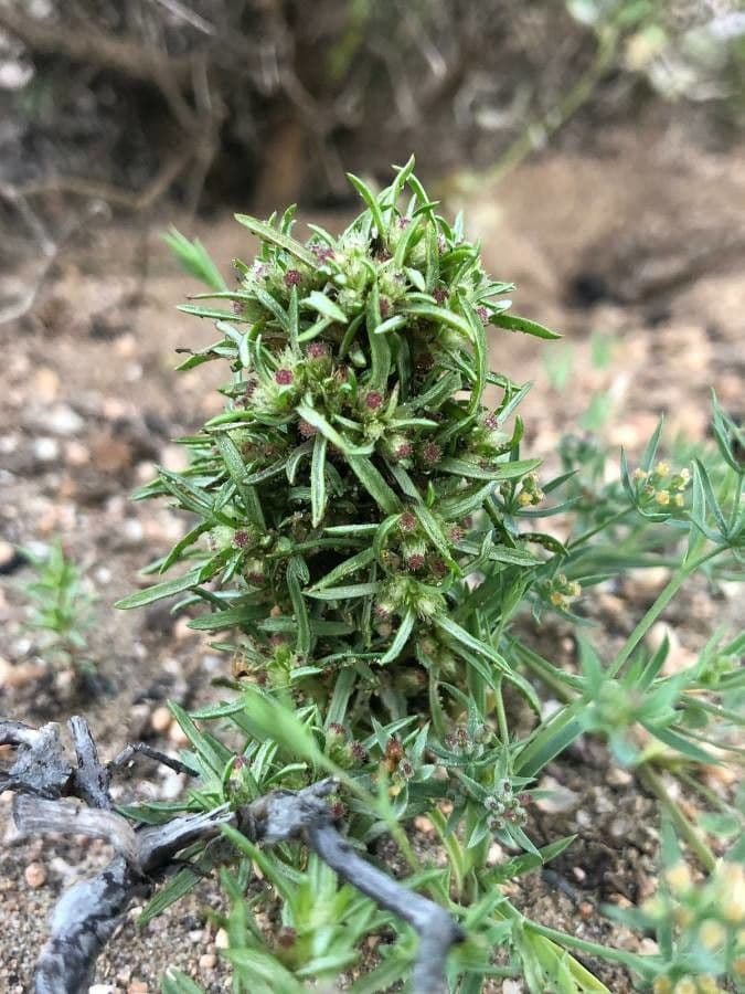 Ifloga spicata 9