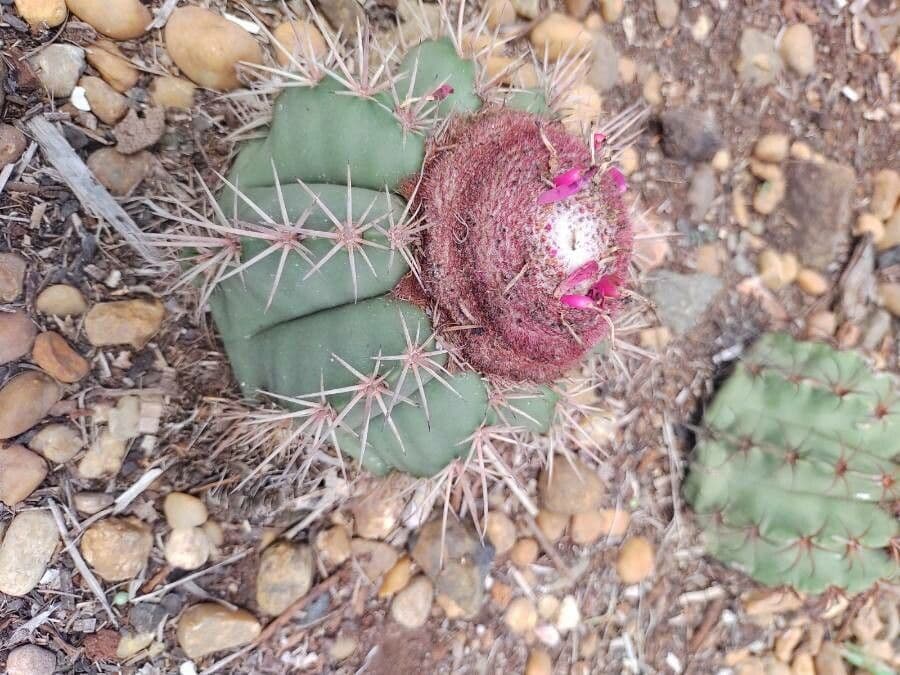 Melocactus 4