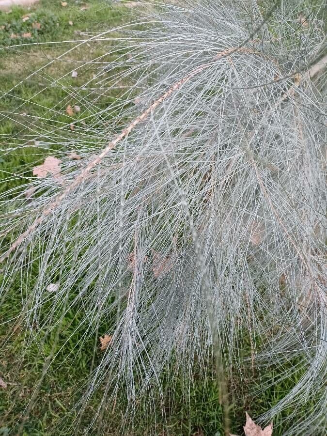 Casuarina di Cunningham 18