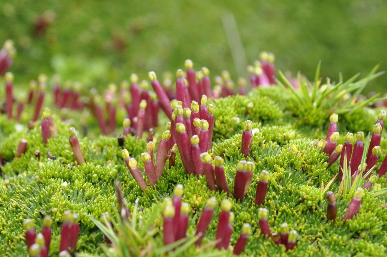 Azorella 4