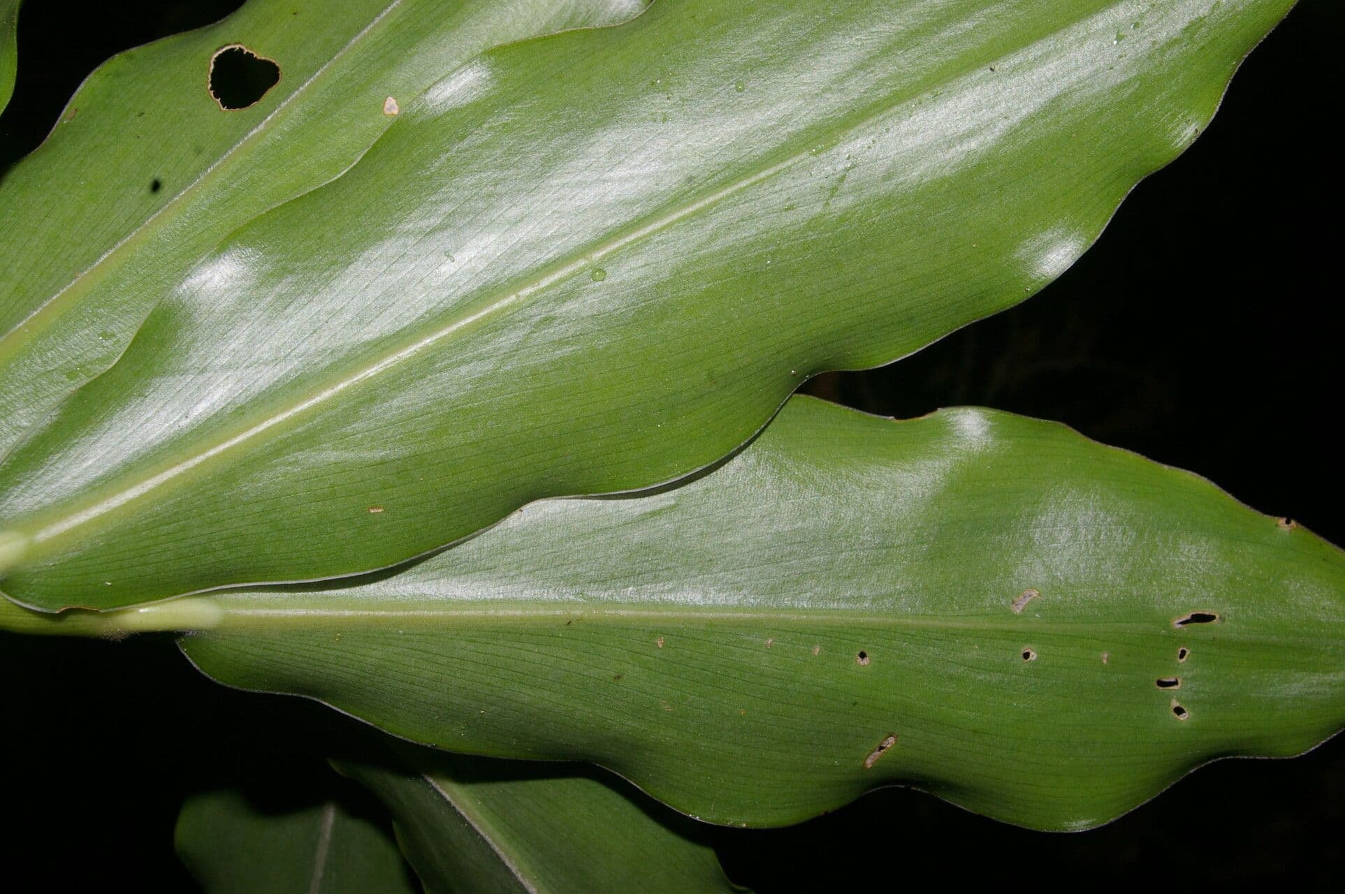 Costus 12